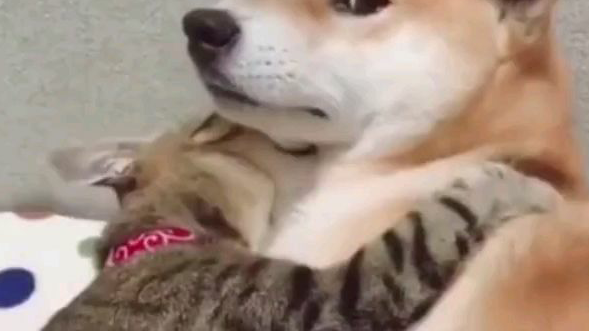 狗子:哈哈你看连我都有猫,你有没?